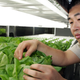 Illustration for article titled 14 High-Tech Farms Where Veggies Grow Indoors